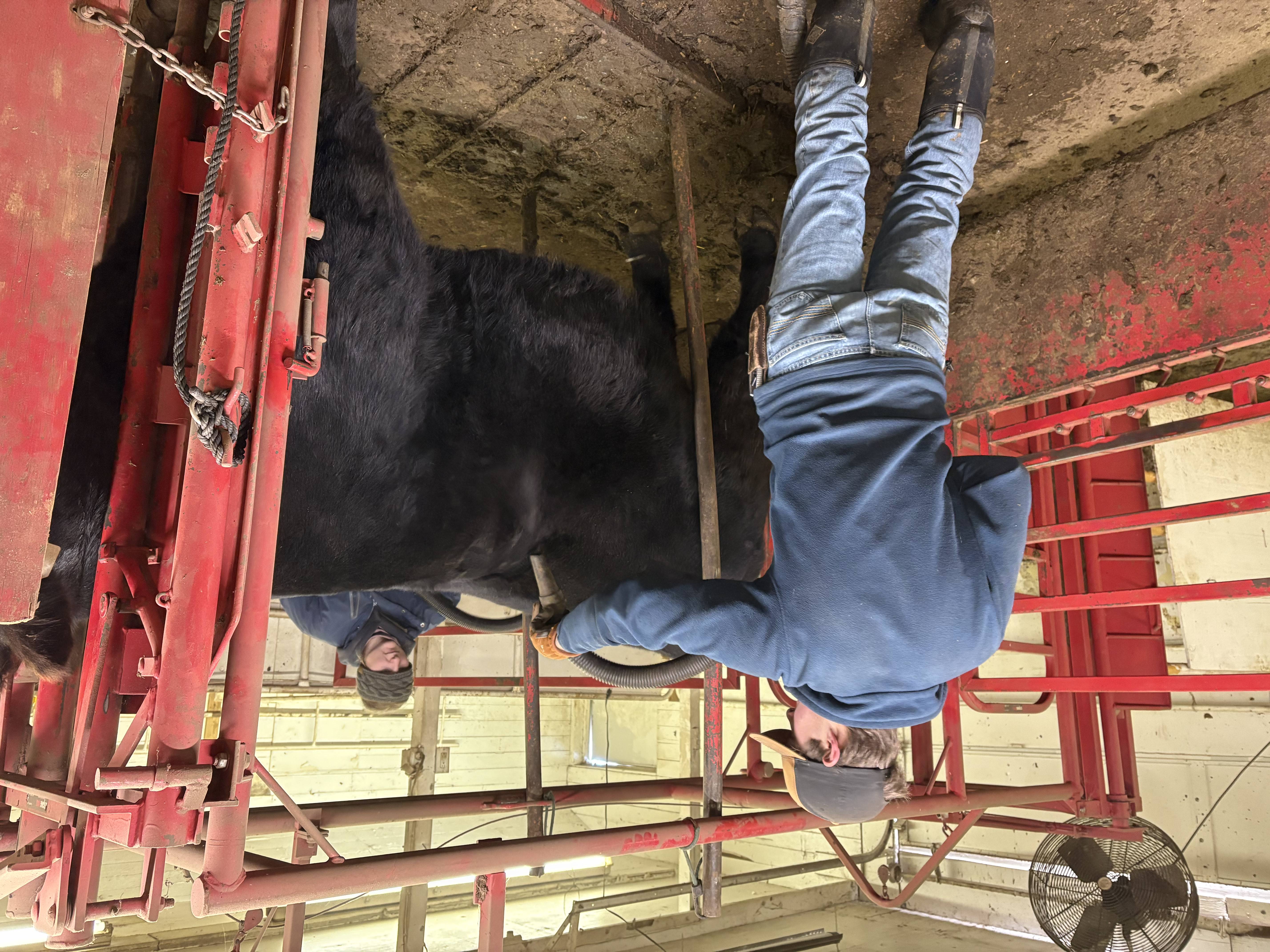 Cattle Services