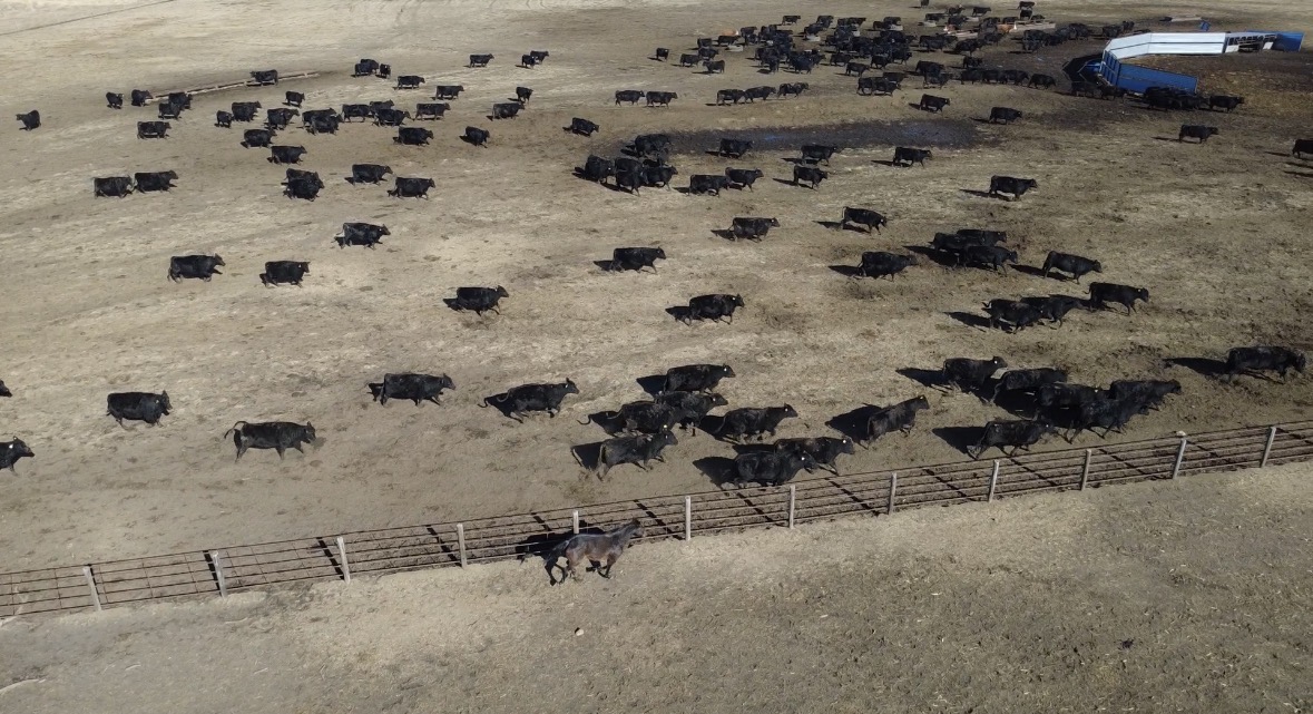Cattle Services