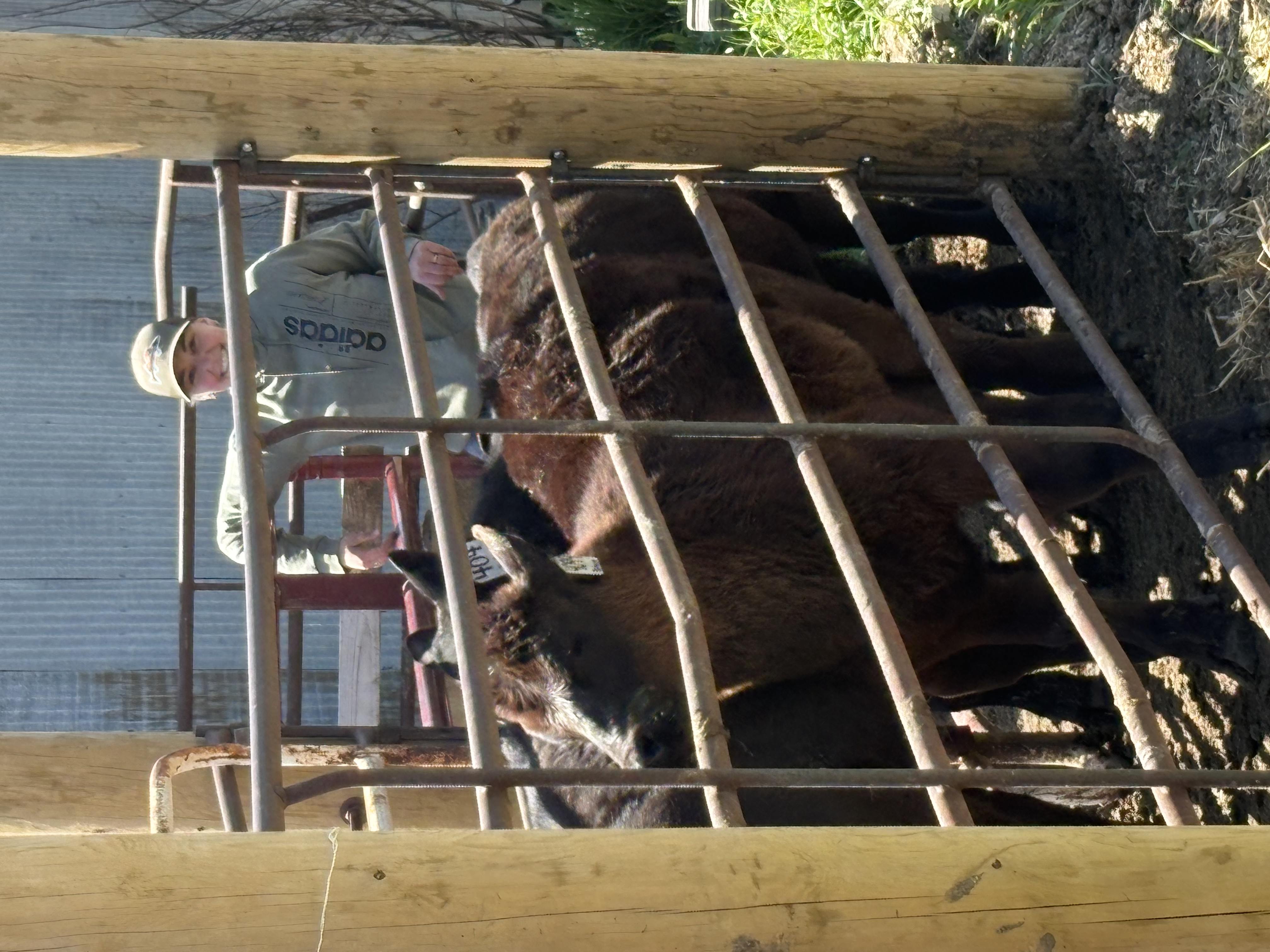 Cattle Services